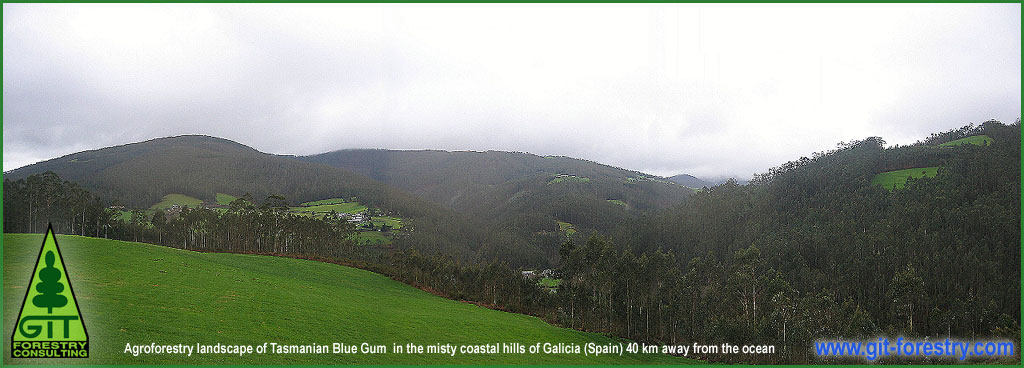 Eucalyptus globulus forest in Spain / Bosque de Eucalipto globulus en Galicia (Espaa)