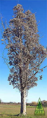 Frost damage on Eucalyptus globulus / Dao por helada en eucalipto