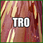 Cold Hardy Eucalyptus deglupta / Rainbow Eucalypt / Mindanao Gum